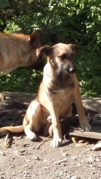 Щенки ищут хозяина в Красноярске фото 25