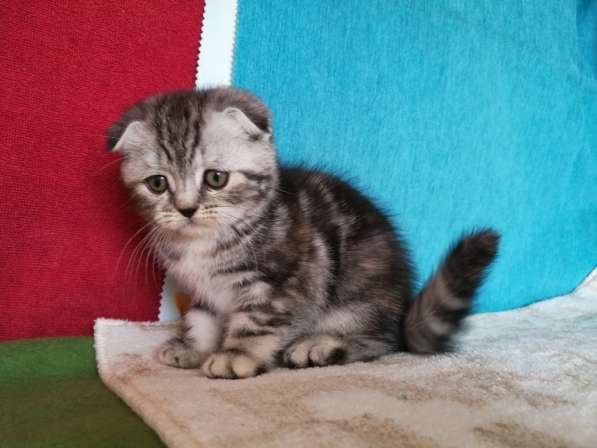 Шикарная КОШЕЧКА