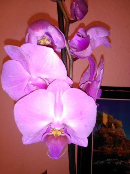 Орхидеи фаленопсисы в фото 5