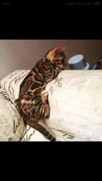 ЧИСТОПОРОДНЫЕ БЕНГАЛЯТА в Санкт-Петербурге фото 4