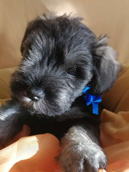 Очаровательные щенки цвергшнауцера в фото 10