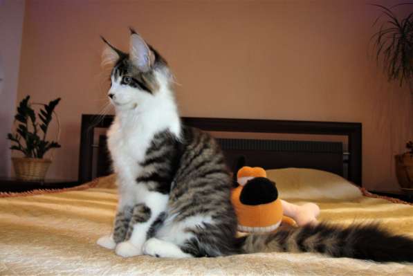 Котята Мейн Кун 3,5 месяца в фото 5