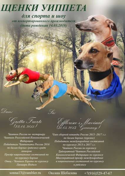 Щенки Уиппета в Москве