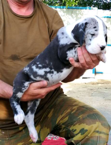 Щенки немецкого дога в Краснодаре фото 10