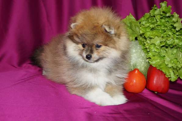 Шпиц девочка в Москве