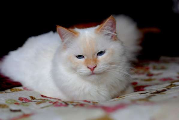 Красивый и крупный клубный котик в Москве