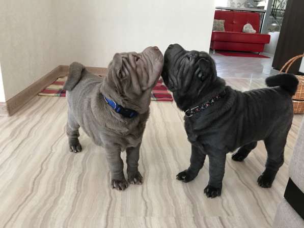 Продаются щенки шарпея от пары чемпионов в Волгограде фото 9