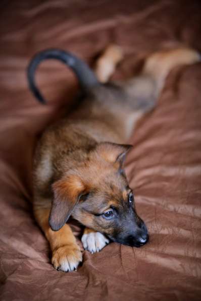 Щенки Малинуа в Москве