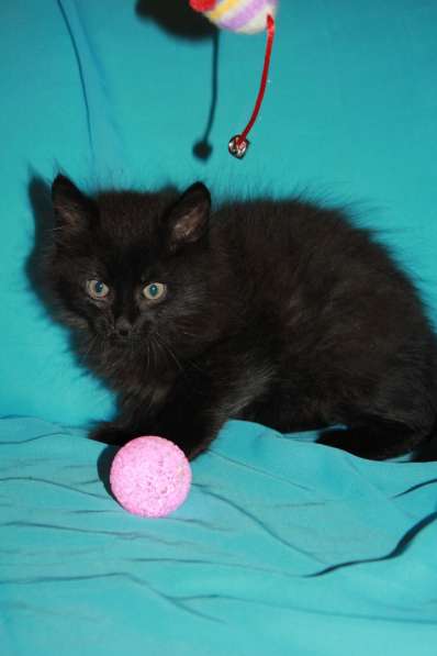 Котенок девочка в добрые руки в Москве фото 18