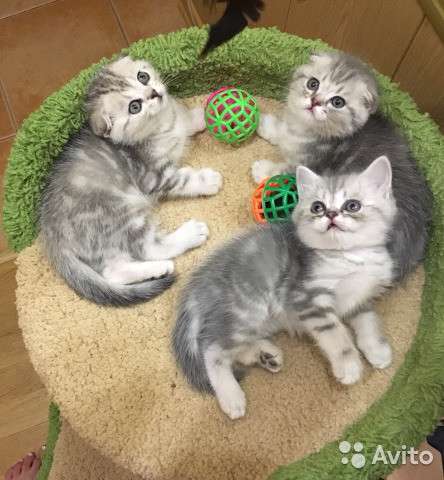 Котята -вислоухие и прямоухие в Костроме фото 3