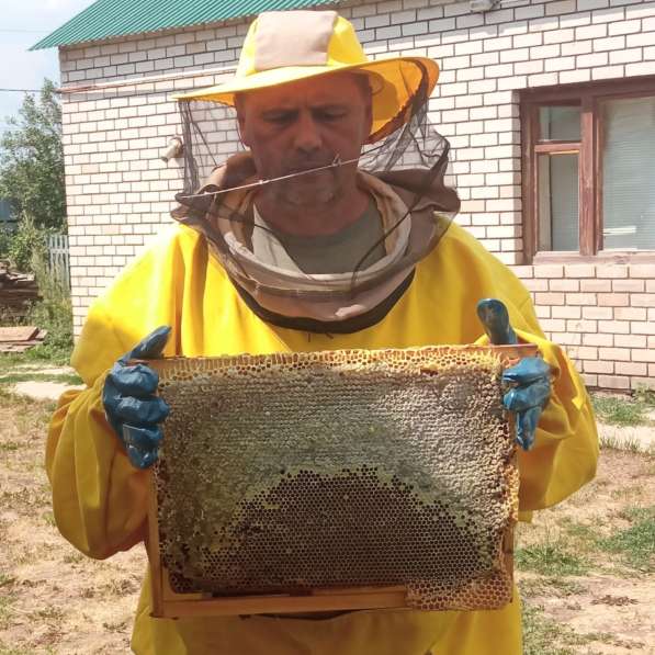 Мед в сотах на пчелиной рамке в Москве