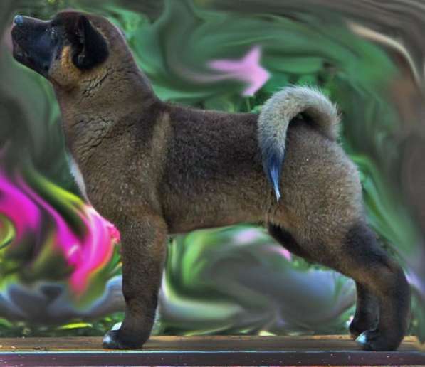 Щенки Американской Акиты в Санкт-Петербурге фото 4