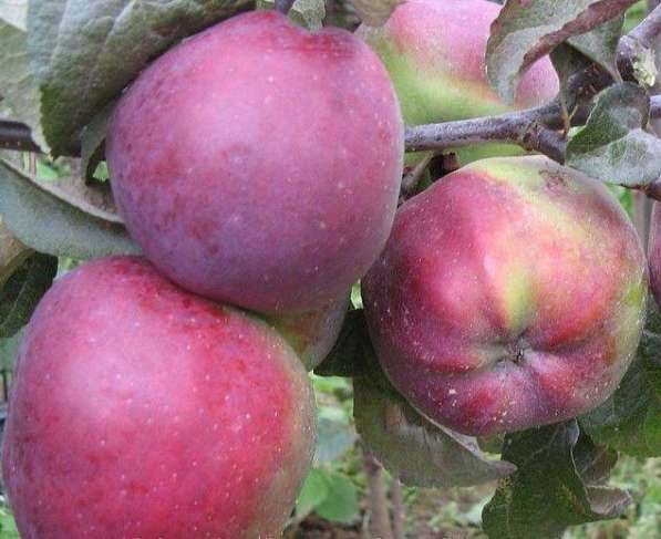 Саженцы яблони в фото 3