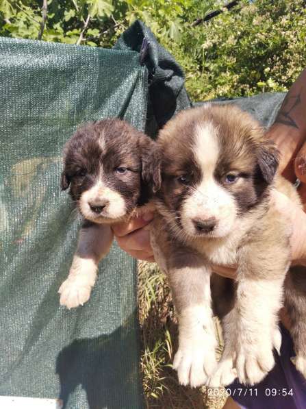 Щенки алабая(среднеазиатская овчарка) продажа в Судаке фото 11