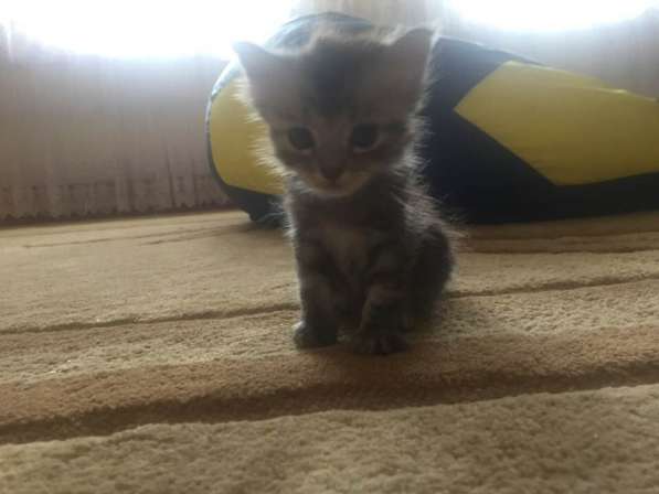 Отдаём котят в фото 4