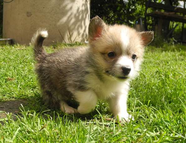 Щенки Вельш Корги Пемброк в Москве фото 22