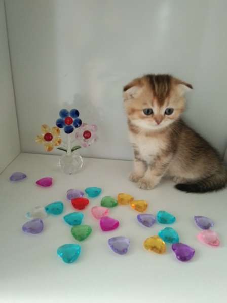 Шотландская куколка в Москве фото 5