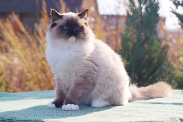 Рэгдолл котята в фото 18