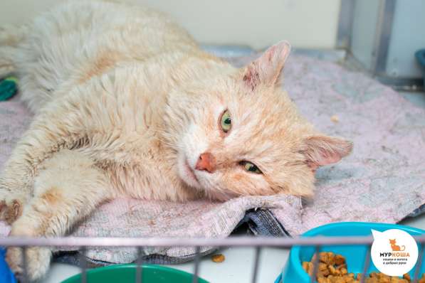 Главный приз за ласковый характер присвоен Капучино в Москве фото 4