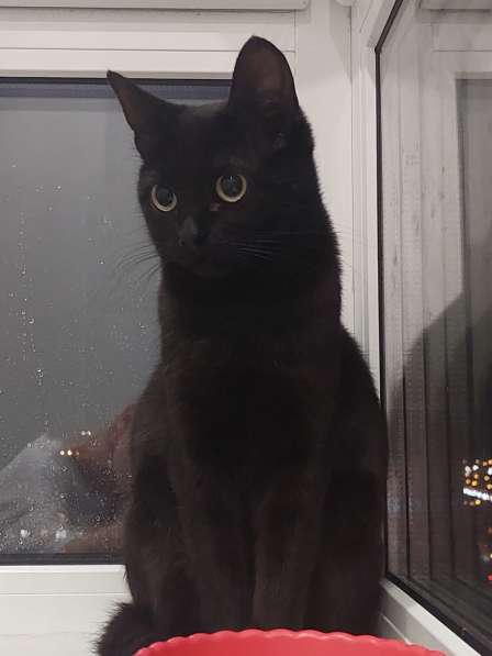 Кошка Чёрная Мамба ищет дом в Химках фото 12