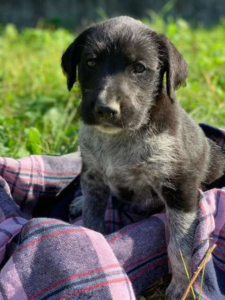 Щенки-охотники в надежные руки в Москве фото 6