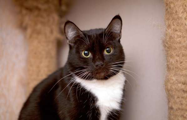 С печальным прошлым кошечка Арабика в Москве фото 3