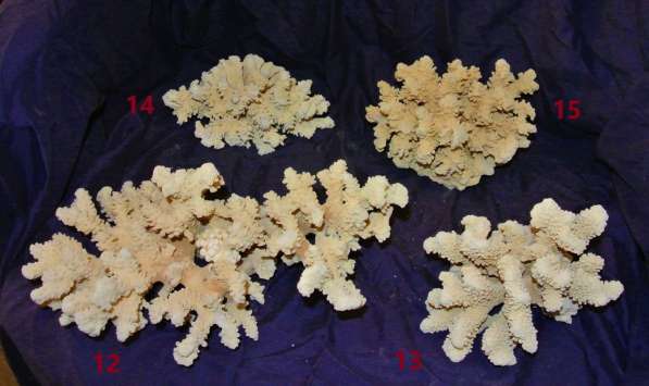 Натуральные кораллы для Вашего аквариума в Москве фото 5
