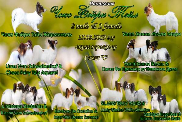 Папильон шикарный мальчик РКФ шоу класс в Краснодаре фото 10