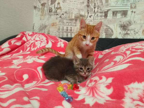 Котенок девочка в Твери фото 3