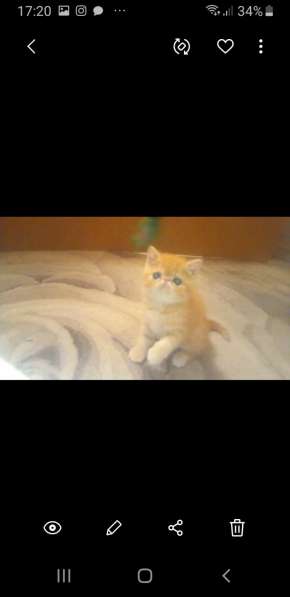 Персидский мальчик из питомника в Вологде фото 4