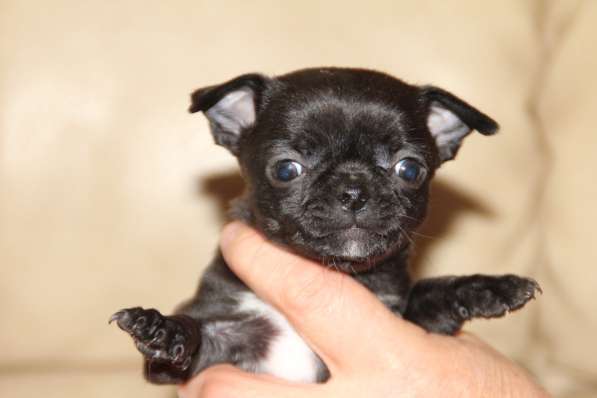 Милашка ищет дом в Самаре фото 9