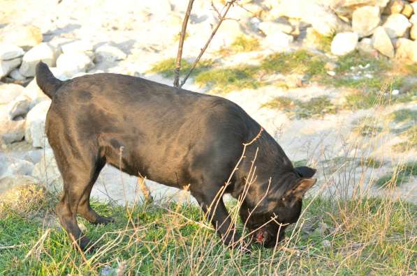 Кобель кане корсо в Симферополе фото 7