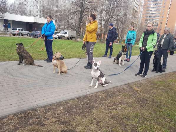 Дрессировка собак на площадке в Москве фото 6