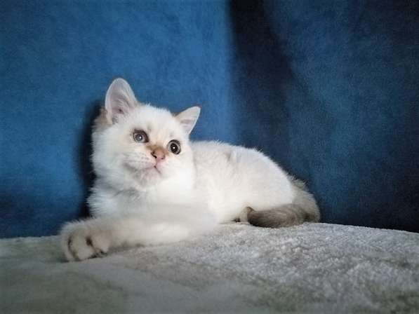 Котик с голубыми глазами в Казани фото 5