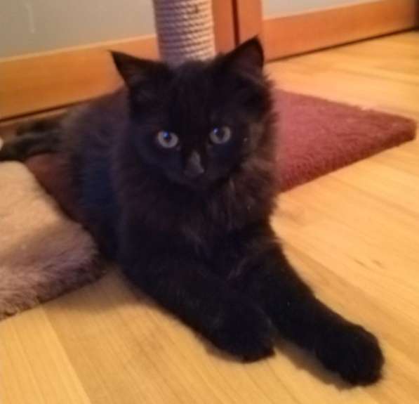 Котенок девочка в добрые руки в Москве фото 16