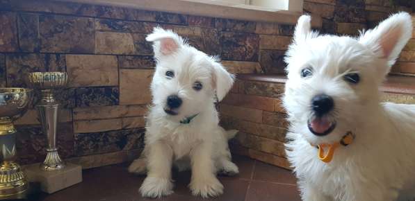 Очаровательные детки Вест Хайленд Вайт Терьер в Москве фото 7