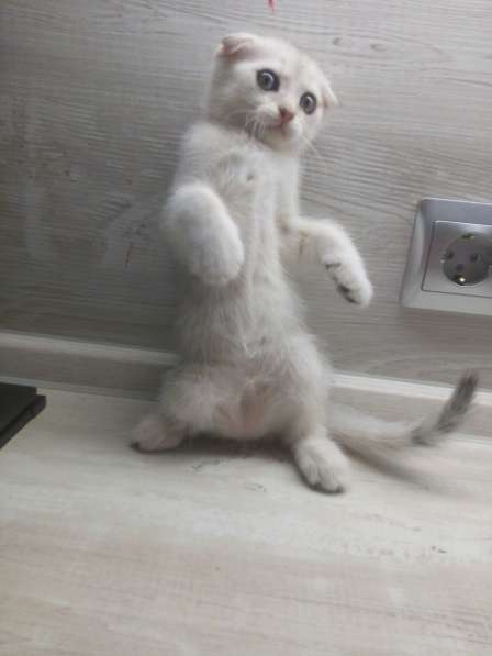 Шотландский кот в фото 13