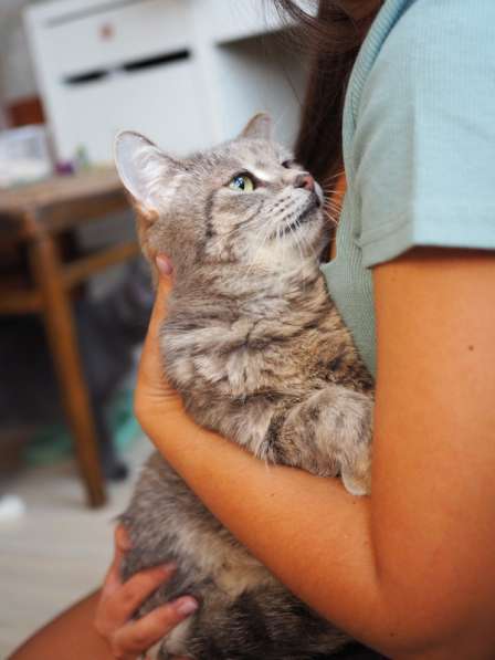 Идеальная кошка-компаньон Лиза в добрые руки в Москве фото 6