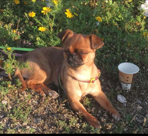 Щенки мини в фото 6