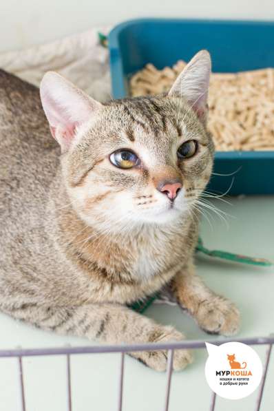 О чём мечтает Лионель Месси в Москве фото 3