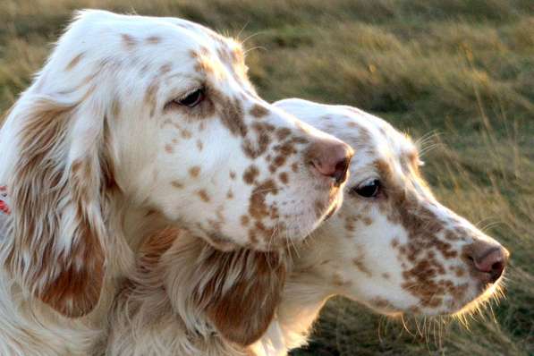 Английский сеттер щенки из элитного питомника в Москве фото 36