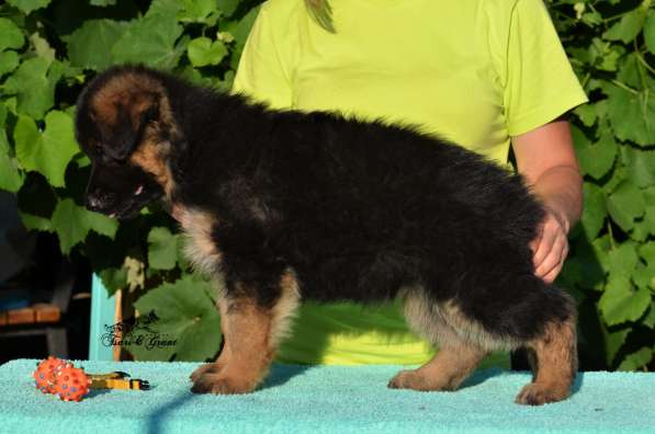 Немецкая овчарка в фото 33