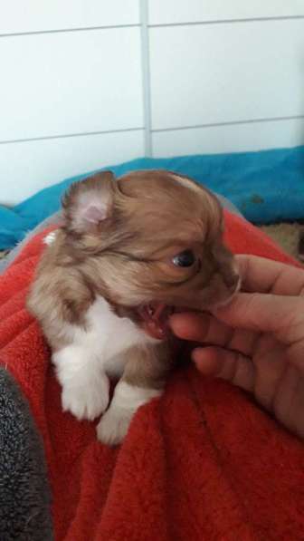 Chihuahua ❤❤❤ Один малыш ещё свободный в фото 19