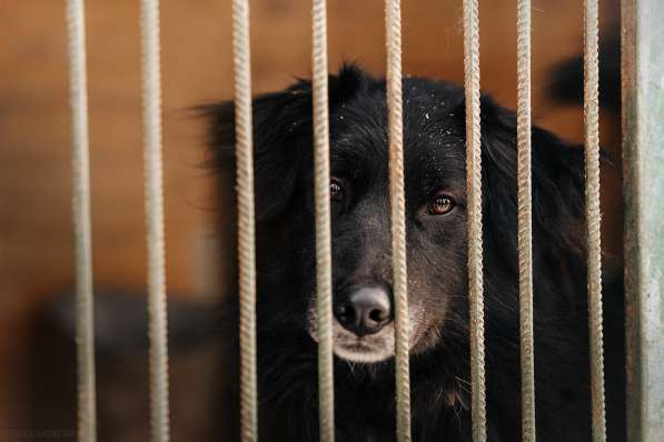 Весёлая, ласковая Чукча ищет семью в Москве фото 77