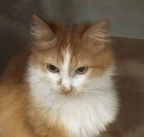 Солнечная кошка Милочка в Москве фото 26