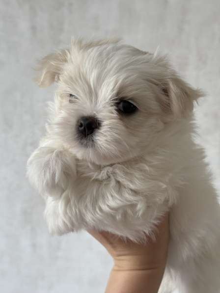 Мальтезе девочка в Калининграде фото 3