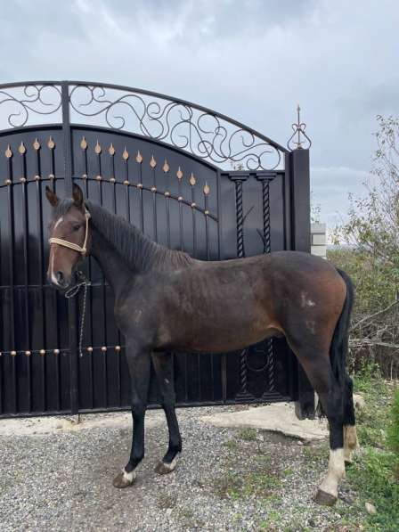 Продаётся жеребчик Карачаевской породы в Черкесске