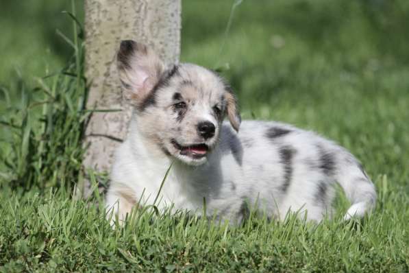 Вельш корги кардиган в Москве фото 6