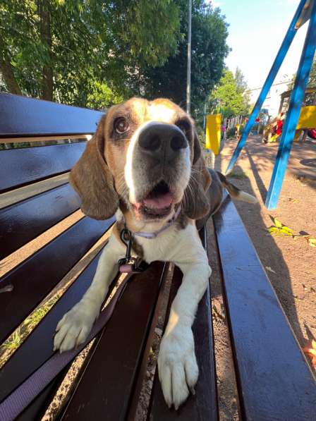 Вязка Бигль мальчик в Санкт-Петербурге фото 3