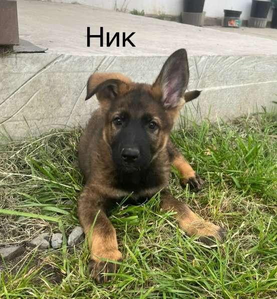 Щенки немецкой овчарки в Челябинске фото 4
